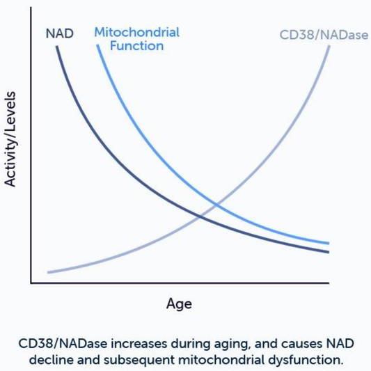 Apigenin NuBioAge Data