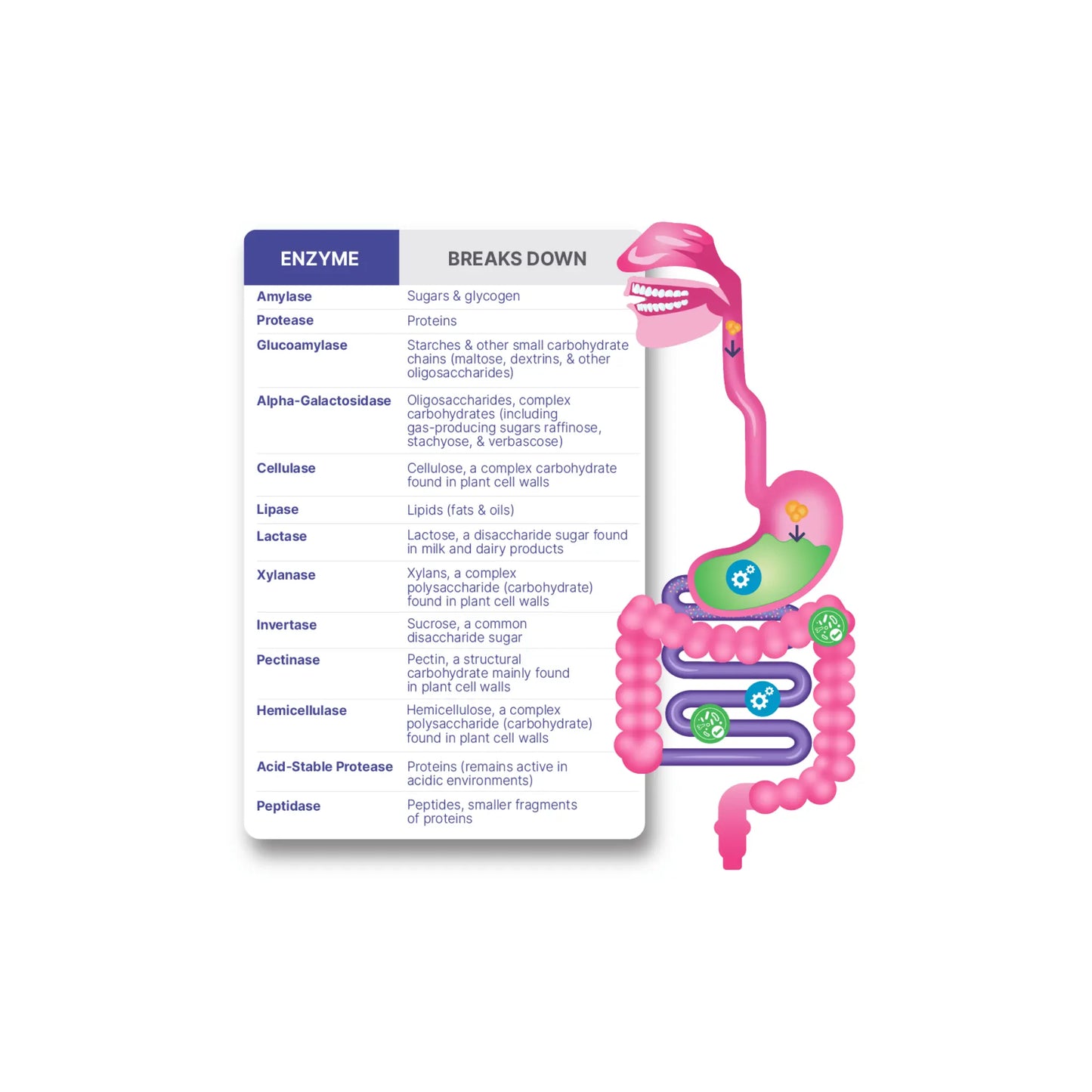 Graphic detailing the break down effects of the powerful enzyme blend