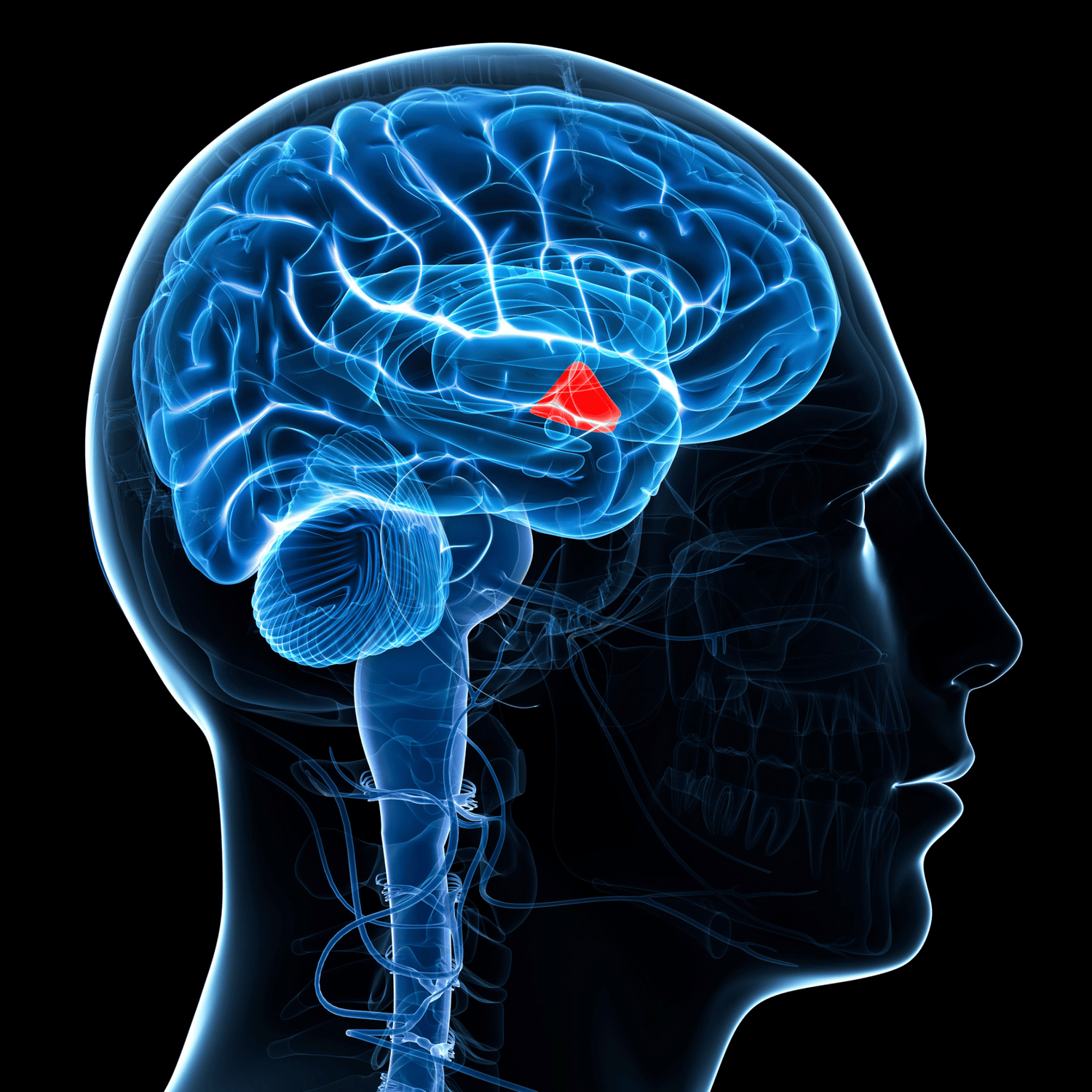 Pregnenolone brain function